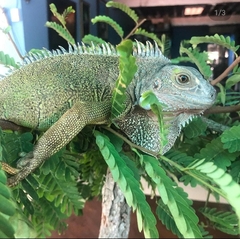 Iguana