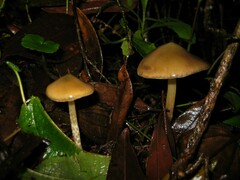 Psilocybe caerulescens