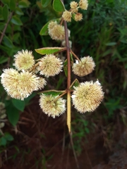 Hyptis capitata