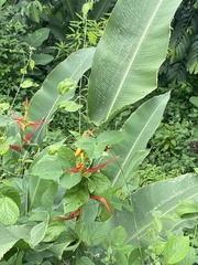 Heliconia