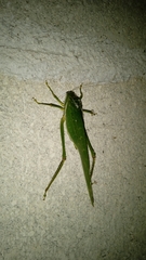 Philophyllia guttulata