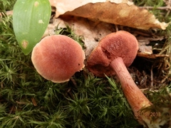 Chalciporus rubinellus