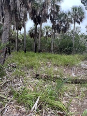 Eragrostis elliottii