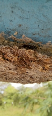 Metapolybia