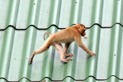 Macaca leonina
