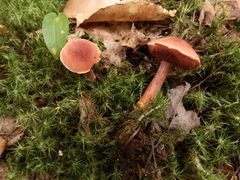 Chalciporus rubinellus