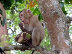 Macaca leonina