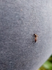 Aedes trivittatus