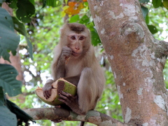 Macaca leonina