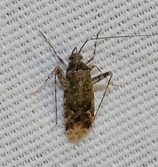 Phytocoris eximius