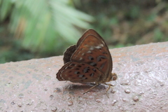 Taxila haquinus