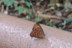 Taxila haquinus