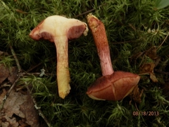 Chalciporus rubinellus