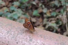 Taxila haquinus