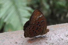Taxila haquinus