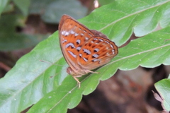 Taxila haquinus