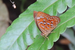 Taxila haquinus