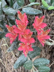 Alstroemeria ligtu