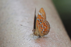 Taxila haquinus