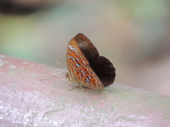 Taxila haquinus