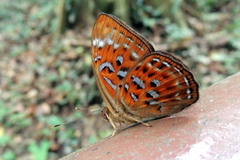 Taxila haquinus