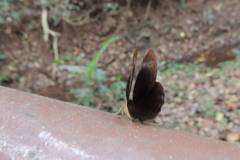 Taxila haquinus