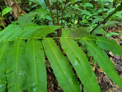 Hemidictyum marginatum