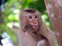 Macaca leonina