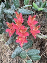 Alstroemeria ligtu