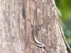 Trachylepis sechellensis