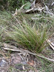 Eragrostis elliottii