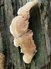 Gloeoporus dichrous
