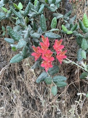Alstroemeria ligtu
