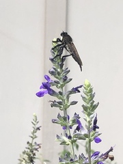 Promachus painteri
