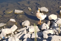 Anas platyrhynchos domesticus