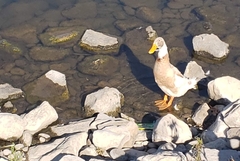 Anas platyrhynchos domesticus