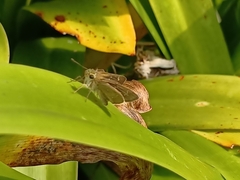 Pelopidas mathias