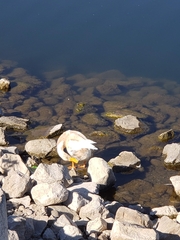 Anas platyrhynchos domesticus