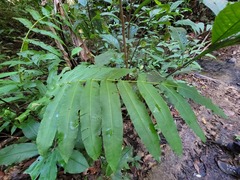 Hemidictyum marginatum