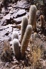 Oreocereus celsianus