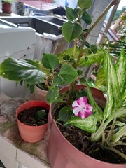 Impatiens walleriana