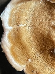 Gloeoporus dichrous