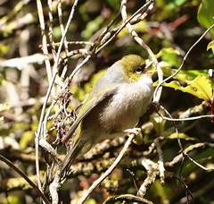 Zosterops lateralis lateralis