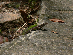 Trachylepis sechellensis