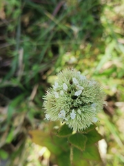 Hyptis capitata
