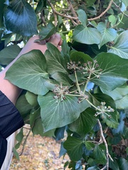 Hedera helix
