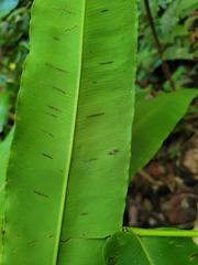 Hemidictyum marginatum