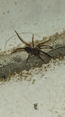 Kukulcania hibernalis