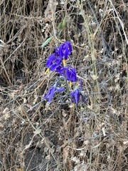 Conanthera bifolia
