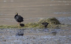 Fulica gigantea